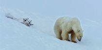 Watch Snow Bears
