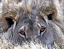 Watch Roar: Lions of the Kalahari